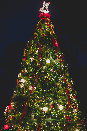 Jennifer B Photography-christmas-pinehurst 2016-7