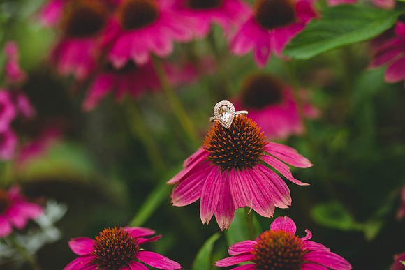 Jennifer B Photography-Weymouth Gardens M&A Proposal 2016-91