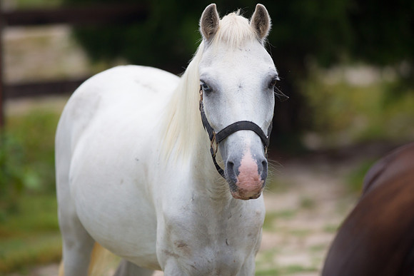 Jennifer B Photography-Pony campy 2016-1