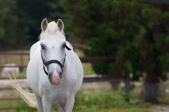 Jennifer B Photography-Pony campy 2016-2
