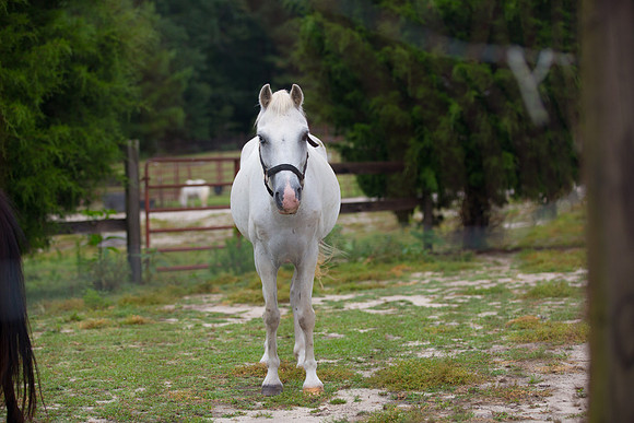 Jennifer B Photography-Pony campy 2016-3