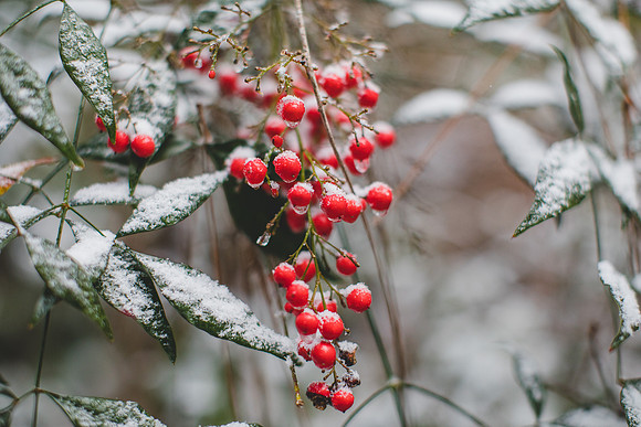 Blog -Jennifer B Photography-let it snow-0010