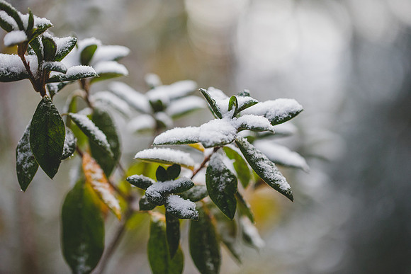 Blog -Jennifer B Photography-let it snow-0011