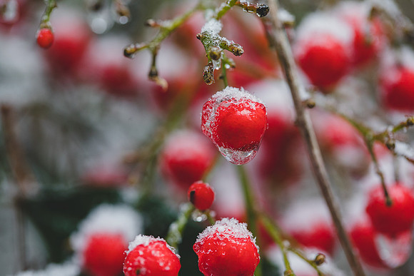 Blog -Jennifer B Photography-let it snow-0012