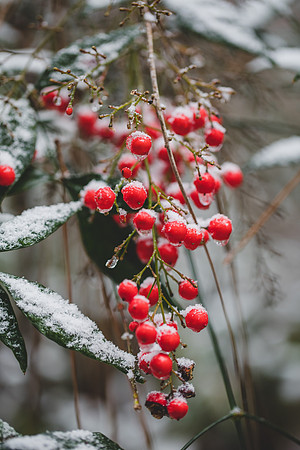 Blog -Jennifer B Photography-let it snow-0013