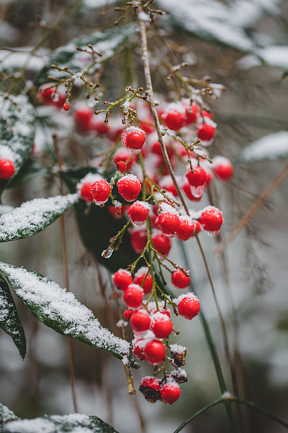 Blog -Jennifer B Photography-let it snow-0013