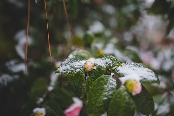 Blog -Jennifer B Photography-let it snow-0018