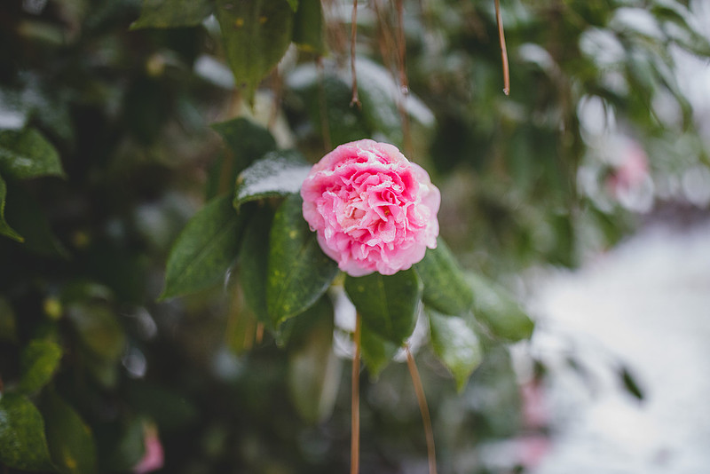 Blog -Jennifer B Photography-let it snow-0019
