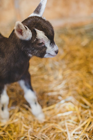 Jennifer B Photography-new goat-0002