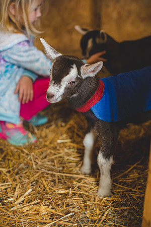 Jennifer B Photography-new goat-0004