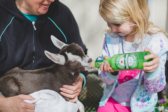 Jennifer B Photography-new goat-0016