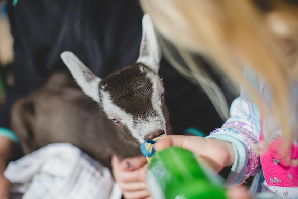 Jennifer B Photography-new goat-0017