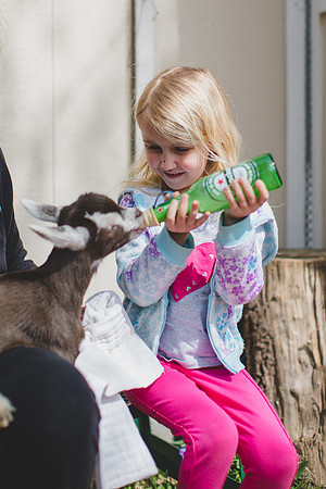 Jennifer B Photography-new goat-0019