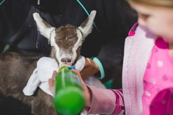 Jennifer B Photography-new goat-0021