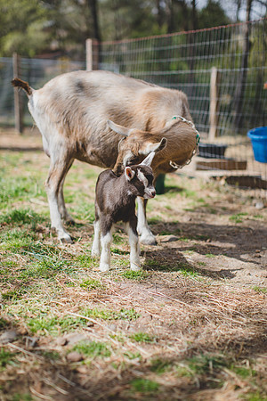 Jennifer B Photography-new goat-0022