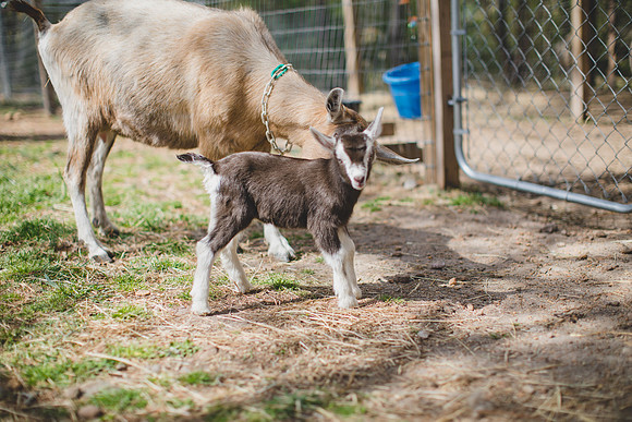 Jennifer B Photography-new goat-0023