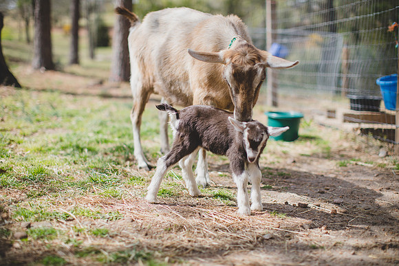 Jennifer B Photography-new goat-0024
