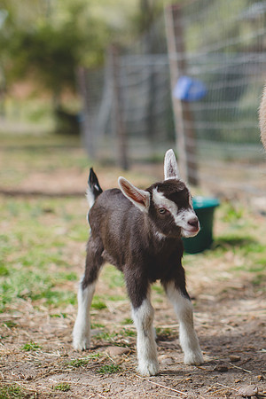 Jennifer B Photography-new goat-0025