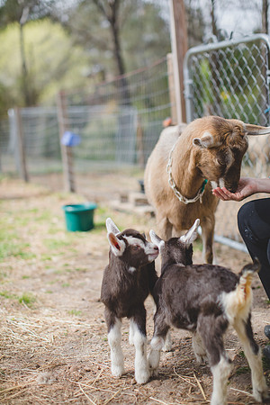 Jennifer B Photography-new goat-0026