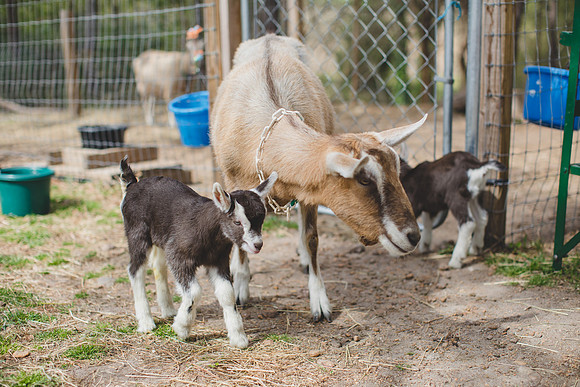 Jennifer B Photography-new goat-0029