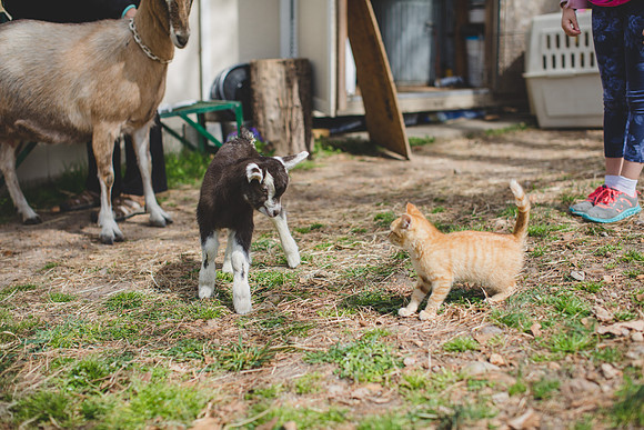 Jennifer B Photography-new goat-0030