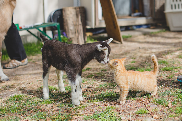Jennifer B Photography-new goat-0031