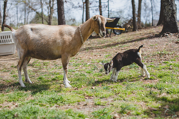 Jennifer B Photography-new goat-0033
