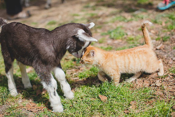 Jennifer B Photography-new goat-0032