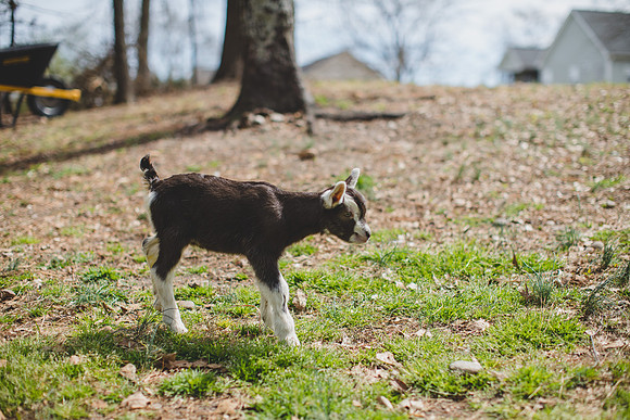 Jennifer B Photography-new goat-0036