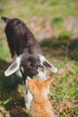 Jennifer B Photography-new goat-0037