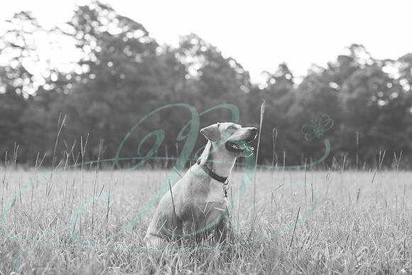 Jennifer B Photography-Wilcox Family 2017-0024