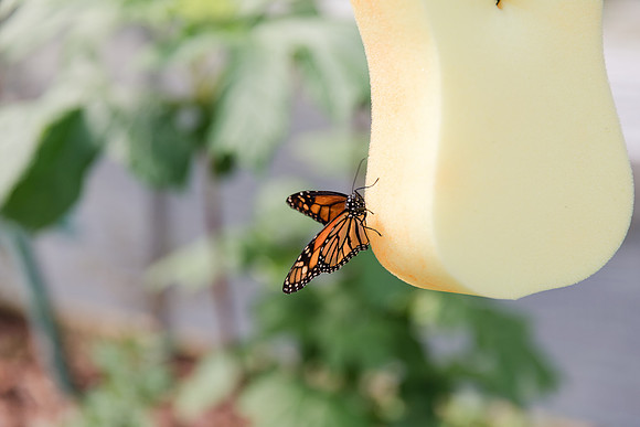 Jennifer B Photography-All a Flutter Butterfly Farm-Field trip-2019-0069