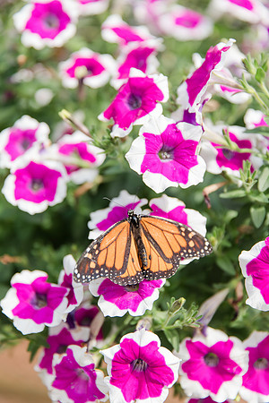 Jennifer B Photography-All a Flutter Butterfly Farm-Field trip-2019-0070