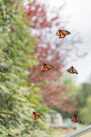 Jennifer B Photography-All a Flutter Butterfly Farm-Field trip-2019-0071