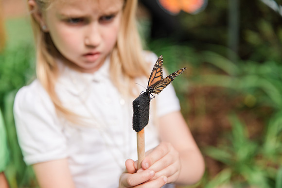 Jennifer B Photography-All a Flutter Butterfly Farm-Field trip-2019-0077