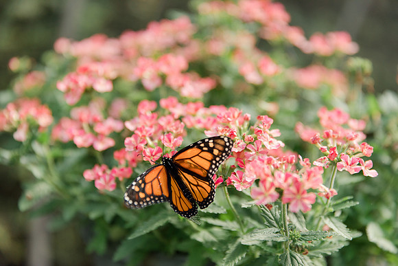 Jennifer B Photography-All a Flutter Butterfly Farm-Field trip-2019-0080