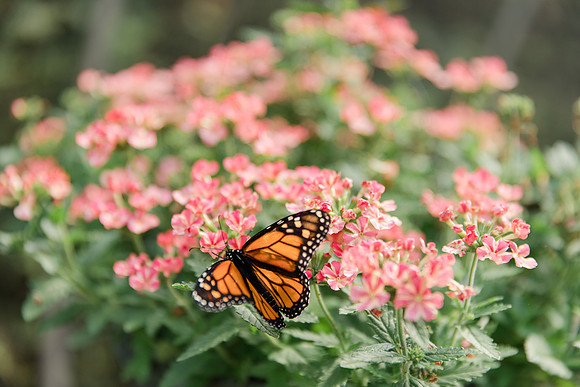 Jennifer B Photography-All a Flutter Butterfly Farm-Field trip-2019-0081