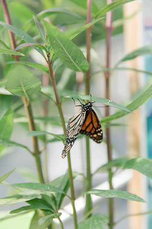 Jennifer B Photography-All a Flutter Butterfly Farm-Field trip-2019-0087