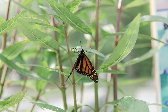 Jennifer B Photography-All a Flutter Butterfly Farm-Field trip-2019-0088