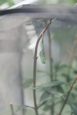Jennifer B Photography-All a Flutter Butterfly Farm-Field trip-2019-0089