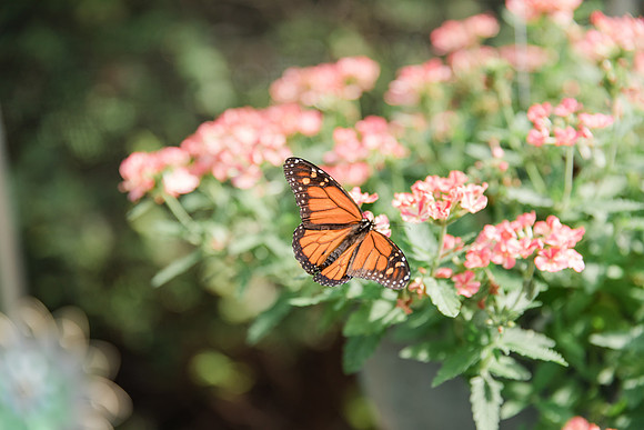 Jennifer B Photography-All a Flutter Butterfly Farm-Field trip-2019-0097