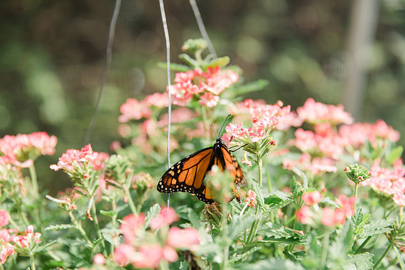 Jennifer B Photography-All a Flutter Butterfly Farm-Field trip-2019-0098