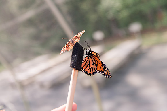 Jennifer B Photography-All a Flutter Butterfly Farm-Field trip-2019-0107