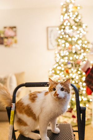 Jennifer B. Photography-tree decorating2023-0056