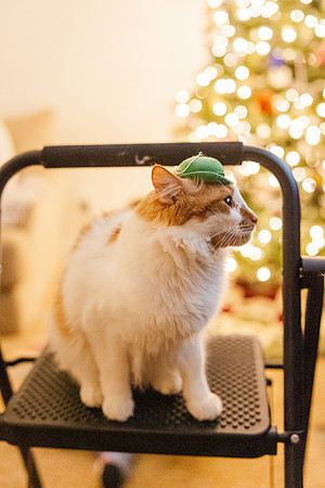 Jennifer B. Photography-tree decorating2023-0057