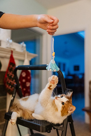 Jennifer B. Photography-tree decorating2023-0065