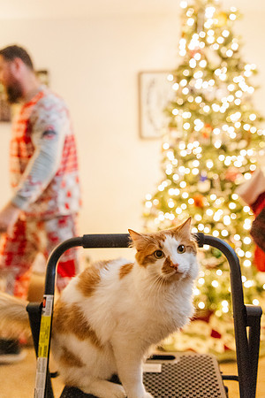 Jennifer B. Photography-tree decorating2023-0055