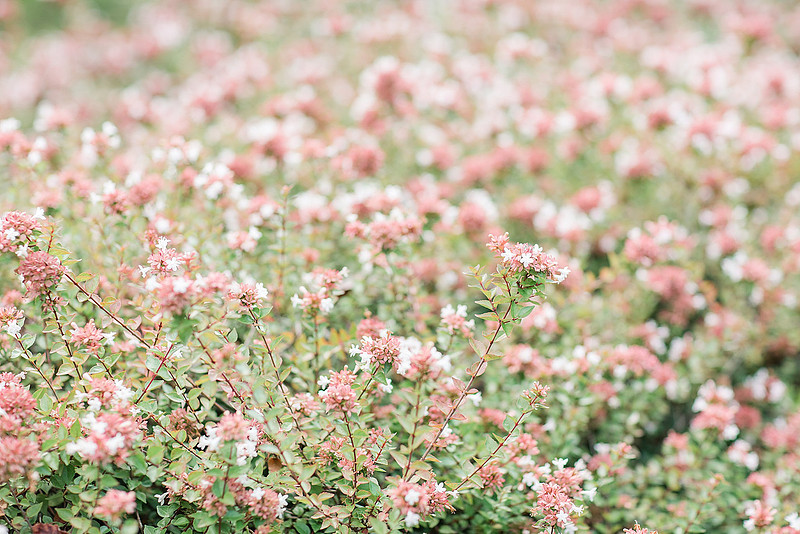 Jennifer B Photography_2200